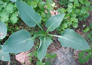 Hosta 'Blue Arrow'