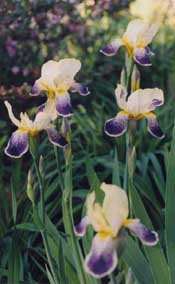 Iris germanica 'Bluebeard'