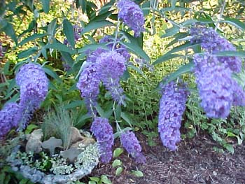 Buddlea gardenii 'Nanho Blue'