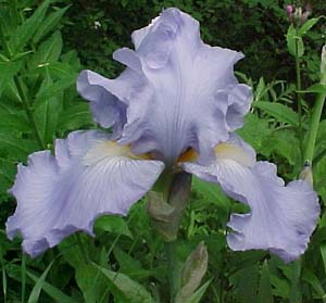 Iris germanica 