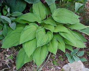 Hosta 'Blue Moon'