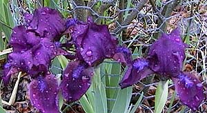 Iris pumila 