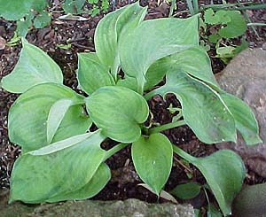 Hosta 'Blue Shadows'