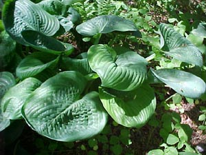 Hosta 'Blue Umbrellas'