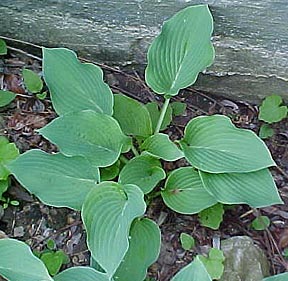 Hosta 'Blue Wedgewood'