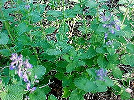 Nepeta 'Blue Wonder'