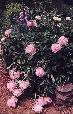 Paeonia officinalis 