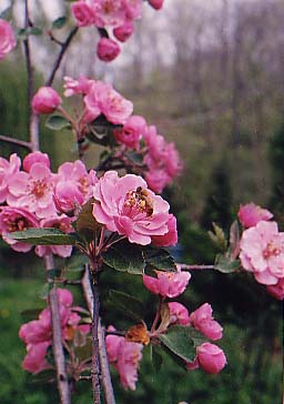 Malus 'Brandywine'