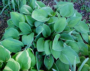 Hosta 'Bright Lights'