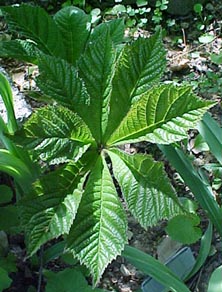 Rodgersia aesculifolia 