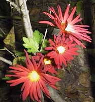 Dendranthemum syn. Chrysanthemum 'Buckeye'