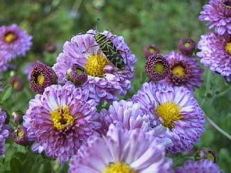 Dendranthemum syn. Chrysanthemum (Dendranthemum) 'Mei Kyo'