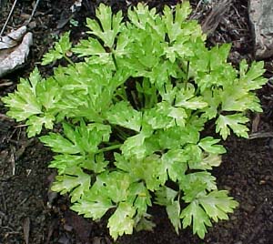 Ranunculus repens 'Buttered Popcorn'