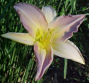 Hemerocallis 'Butterfly Kisses'