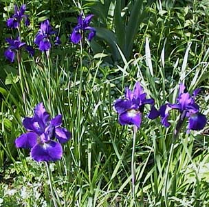 Iris siberica 'Caesar's Brother'