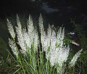 Calamagrostis brachytricha 