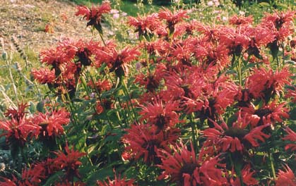 Monarda didyma 'Cambridge Scarlet'