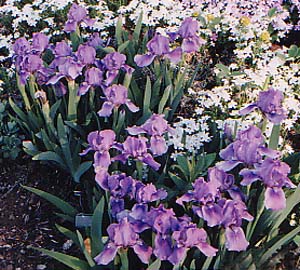 Iris pumila 'Captured Spirit'