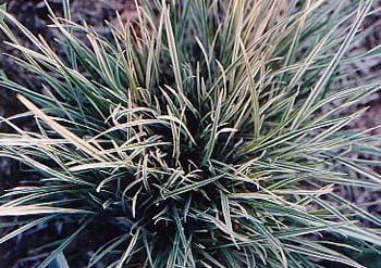 Carex 'Ice Dance'