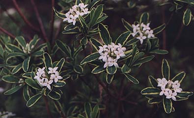 Daphne burkwoodii 'Carol Mackie'