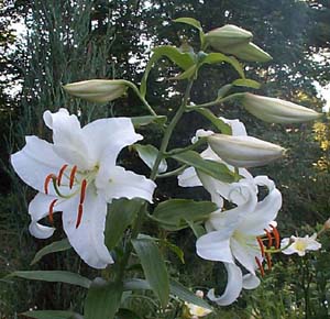 Lilium orientalis 'Casa Blanca'