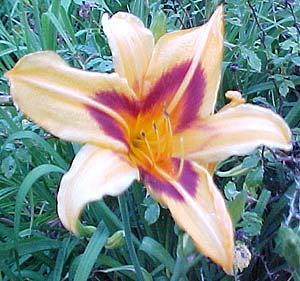 Hemerocallis 'Cathedral'