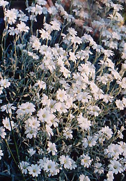 Cerasteum tomentosum 