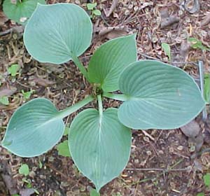 Hosta 'Chamelot'