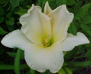 Hemerocallis 'Chandelier Shimmer'