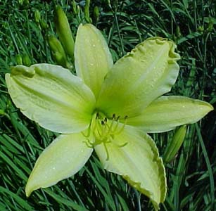 Hemerocallis 'Channel Island'