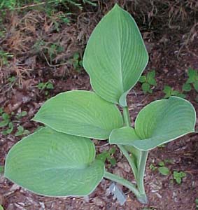 Hosta 'Gold Regal'