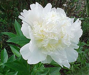 Paeonia officinalis 'Charlie's White'