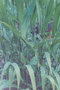 Chasmanthium latifolium 