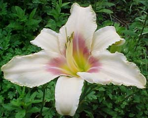 Hemerocallis 'Chicago Picotee Lace'