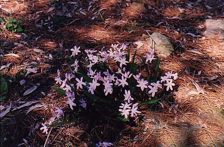 Chionodoxia forbesii 