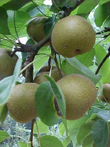 Pyrus communis 'Chojuro'