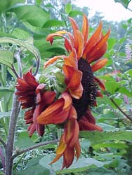 Helianthus annus 'Claret'