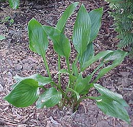 Hosta clausa 