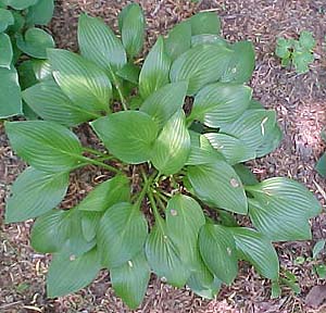 Hosta clausa normalis 