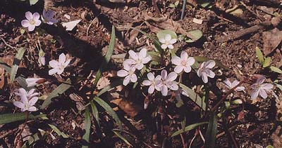 Clatonia virginica 