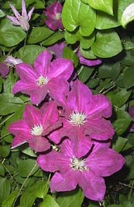 Clematis jackmanii 'Barbara Jackman'