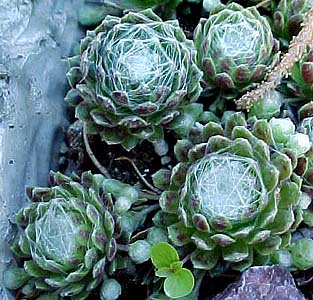 Sempervivium 'Cobweb'