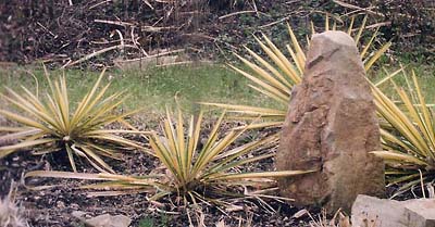 Yucca filamentosa 'Colorguard'