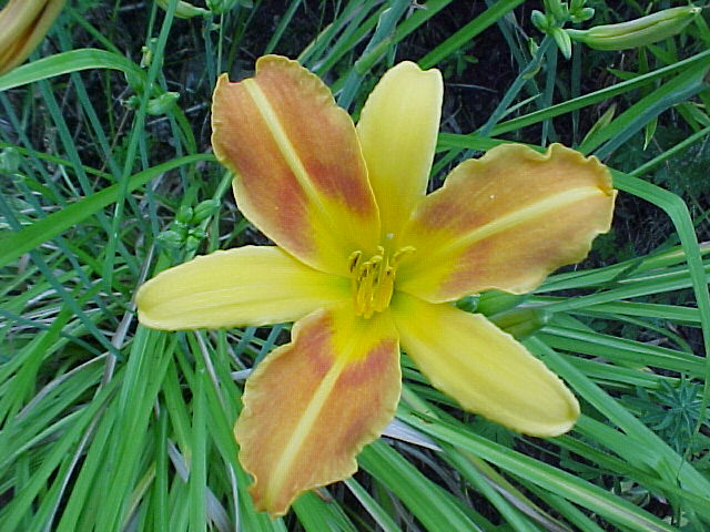 Hemerocallis 'Comedienne'