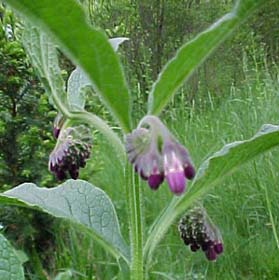 Symphytum officinale 