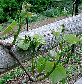 Vitis vinifera 'Concord'