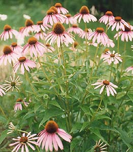 Echinacea purpurea 