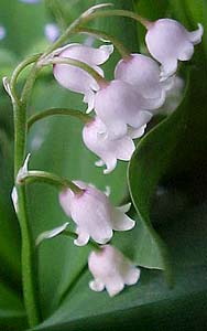 Convallaria majalis 'Rosea'