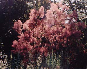 Cotinus coggygyra 'Purpurascens'