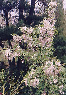 Malus Seedling